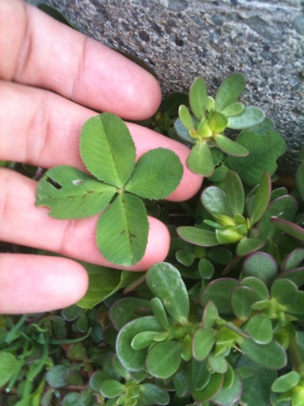 my fingers holding up a 4 leaf clover, still in the ground, next to some purslane