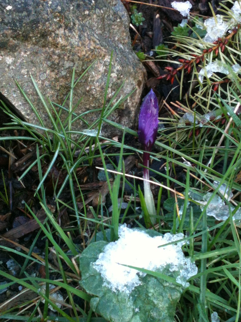 purple crocus with a bit of snow (shaped like australia!) at its base