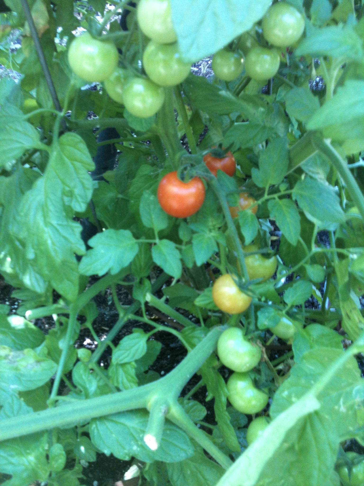 ripening tomatoes, June 2013