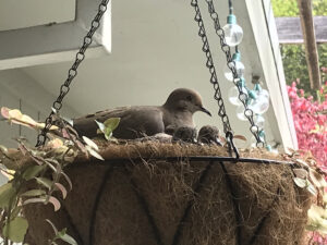photo of adult morning dove next to two chicks in a nest
