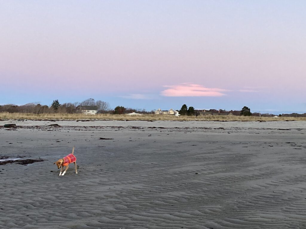 greybrown sandy beach and a brown dog in a red coat with her white paws pressed to a ball  - over the beach, a blue and pink sunrise sky